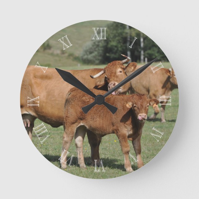 Limousin cow washing her calf runde wanduhr (Vorderseite)
