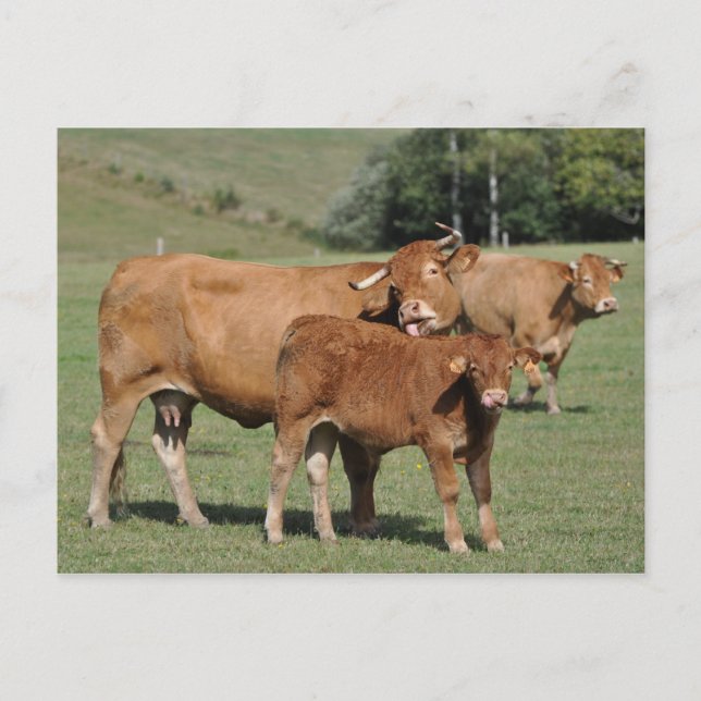 Limousin Kuh leckt ihr Kalb Postkarte (Vorderseite)