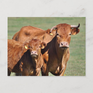 Limousin Postkarte