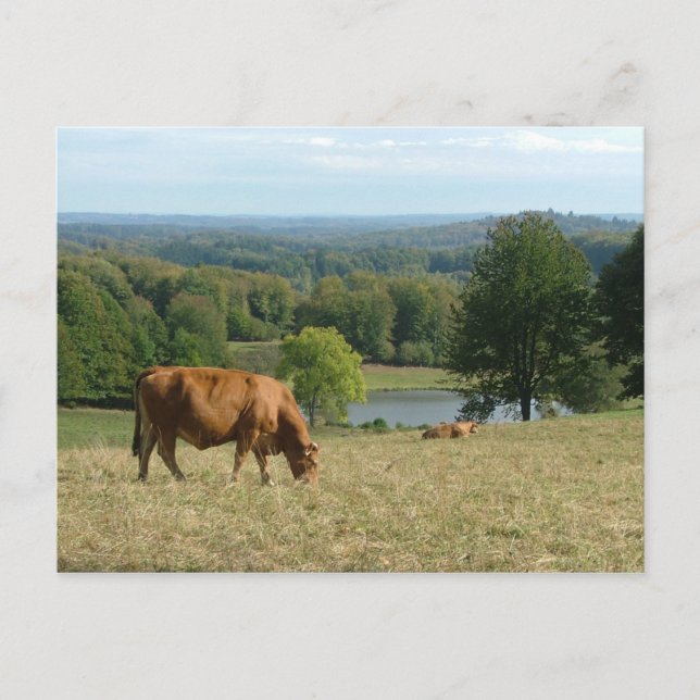 Limousin Postkarte (Vorderseite)