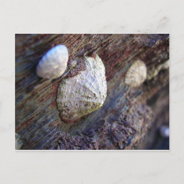 Limpets 1 postkarte (Vorderseite)