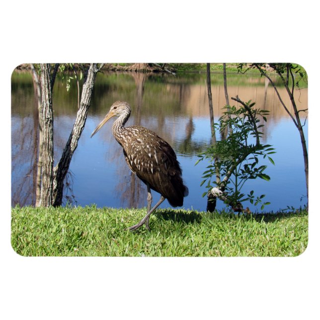 Limpkin (1118) Magnet (Horizontal)