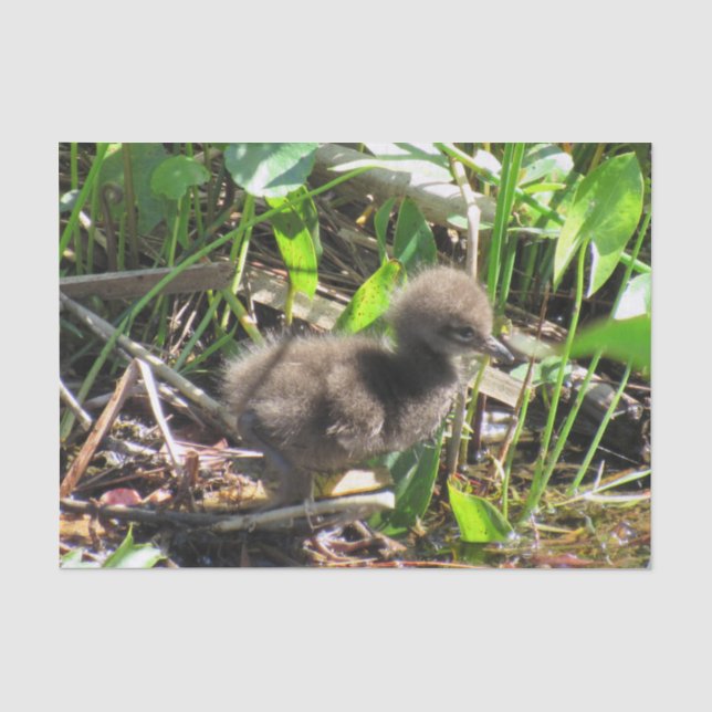 Limpkin Chick - Florida Wading Bird Tissue Paper Seidenpapier (Vorderseite)