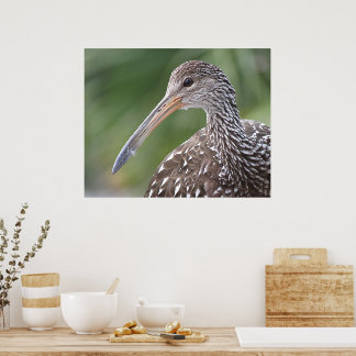 Limpkin Nah-Up Florida Bird Portrait Poster