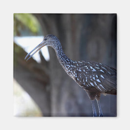 Limpkin, The Crying Bird Magnet