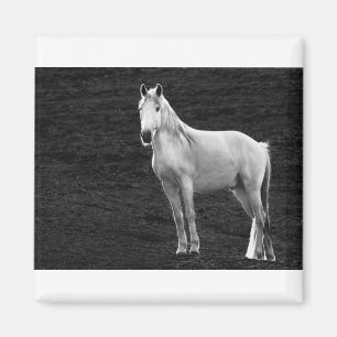 LIN10BW das Stance.tif Magnet