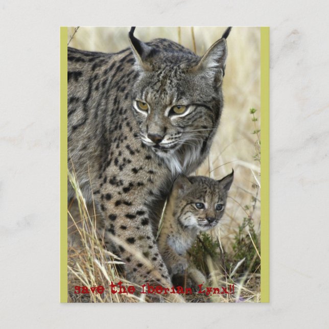 Lince Ibérico - Iberischer Luchs Postkarte (Vorderseite)
