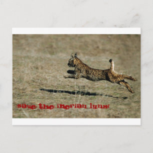 LINCE IBÉRICO, Rett des Iberischen Luchs! Postkarte