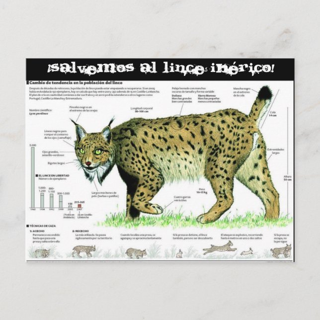 lince-iberico, ¡Salvemos al lince ibérico! Postkarte (Vorderseite)