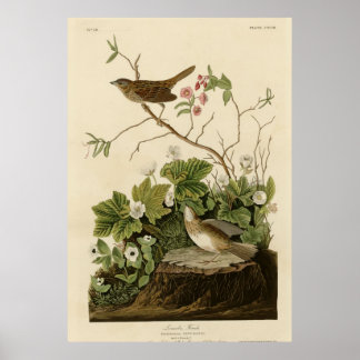 Lincoln Finch Poster