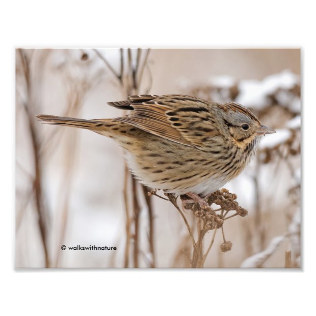 Lincolns Sparrow auf Tansy Fotodruck (Vorne)