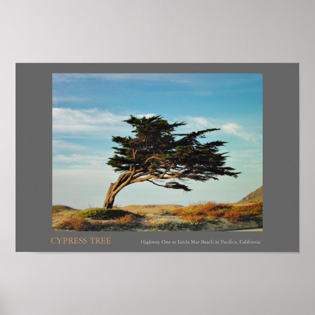Linda Mar Cypress Poster (Vorne)