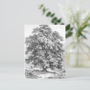 Linden Tree Schwarz und Weiß Antike Print Postkarte