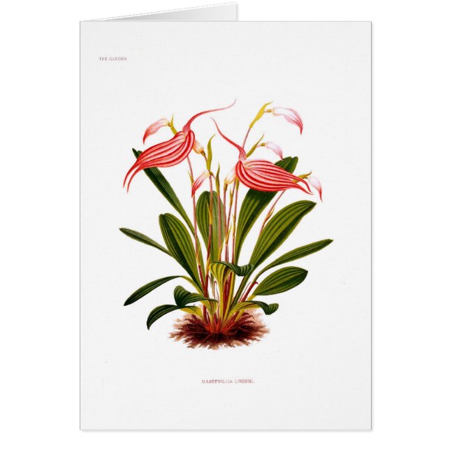 Lindeni de Masdevallia (Devant)