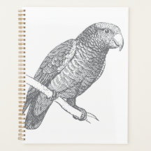 Line Art of Parrot (Gray) Fine Art