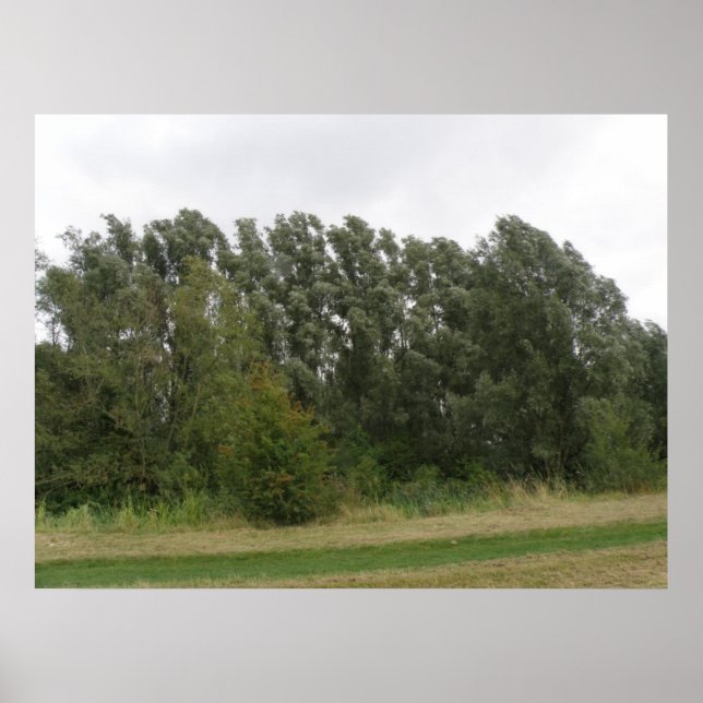Line of Leaning Trees Landscape Print Poster (Vorne)