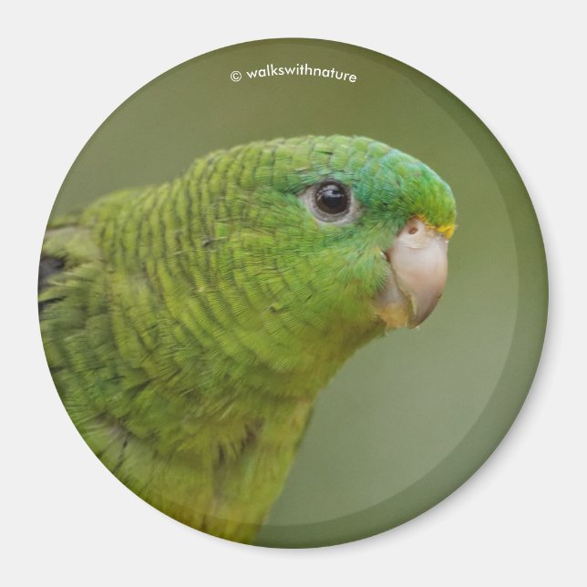 Linearparakeet Magnet (Vorne)