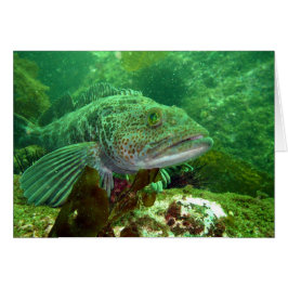 Ling Cod