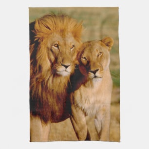 Linge De Cuisine Afrique, Namibie, Okonjima. Lion & Lion