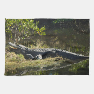 Linge De Cuisine Alligator se faisant bronzer sur une berge de mara