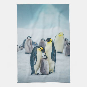 Linge De Cuisine Animaux de bébés cutest   Alimentation de pingouin