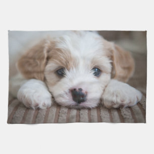 Linge De Cuisine Animaux de bébés cutest Cavashon Puppy