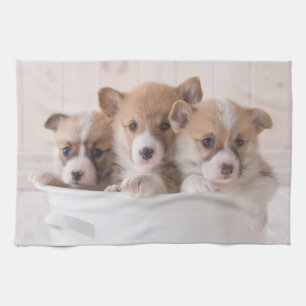 Linge De Cuisine Animaux de bébés cutest   Cute Corgi Chipies dans 