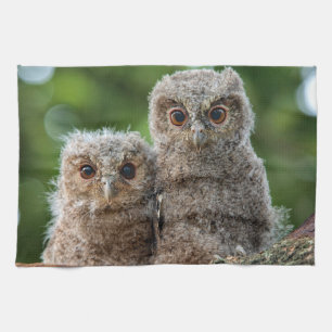 Linge De Cuisine Animaux de bébés cutest   Deux jeunes hiboux