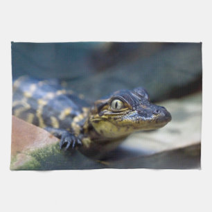Linge De Cuisine Animaux de bébés cutest   Jeune alligator