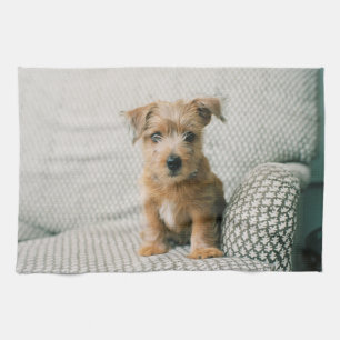 Linge De Cuisine Animaux de bébés cutest Norfolk Terrier Puppy