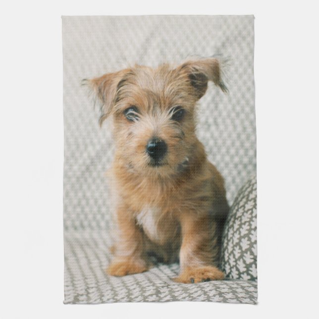 Linge De Cuisine Animaux de bébés cutest | Norfolk Terrier Puppy (Vertical)