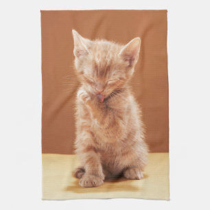 Linge De Cuisine Animaux de bébés cutest Orange Tabby Kitten