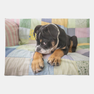 Linge De Cuisine Animaux de bébés cutest   Shy Old English Bulldog