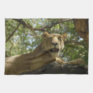 Linge De Cuisine Animaux > Sauvages > Chats > Lions