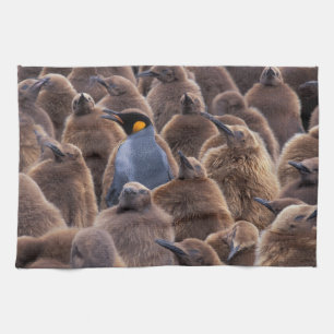 Linge De Cuisine Antarctique, île de Géorgie du Sud, manchots royau