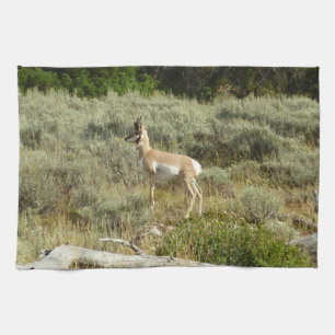 Linge De Cuisine Antilocapre dans le parc national de Grand Teton
