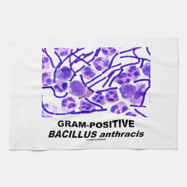 Linge De Cuisine Bacillus anthracis grampositif (bactéries) (Horizontal)