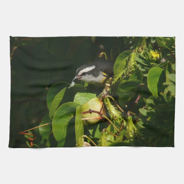 Linge De Cuisine Bananaquit Bird Mange Photographie tropicale (Horizontal)