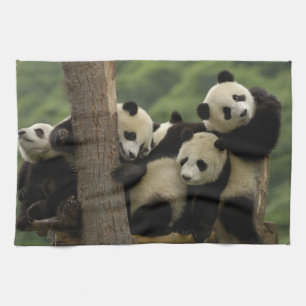 Linge De Cuisine Bébés pandas géants (Ailuropoda melanoleuca)