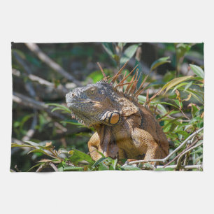 Linge De Cuisine Belize Wildlife : Orange Iguana Lizard Photographi