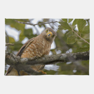 Linge De Cuisine Belize Wildlife : Roadside Hawk Photography