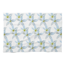 Blooms de la Plumeria blanche