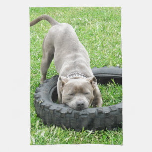 Linge De Cuisine Blue Young Stafford Bull Terrier