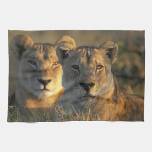 Linge De Cuisine Botswana, parc national de Chobe, Lionnes