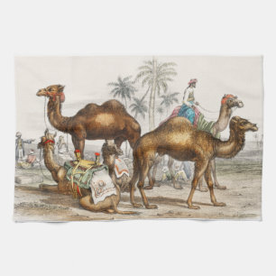 Linge De Cuisine Camel Bactrien, Camel Arabe Ou Dromedaire
