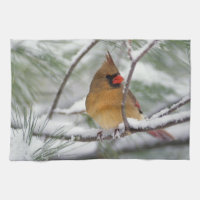Cardinalis femelle dans un pin enneigé,