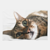 Chat mignon du Bengale dans l'image de lit