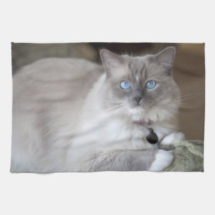 Linge De Cuisine Chatte Ragdoll