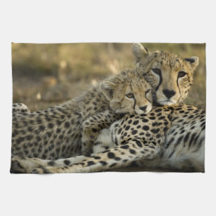 Linge De Cuisine Cheetah, Acinonyx jubatus, avec petit dans le Masa