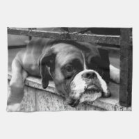 Chien de boxe sur Windowsill ktm